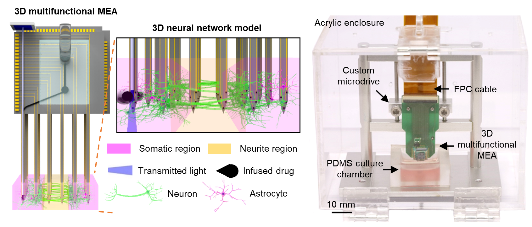 3D in vitro